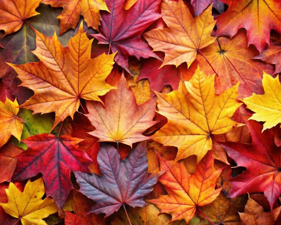    Осень. Листья. Источник: нейросеть Recraft