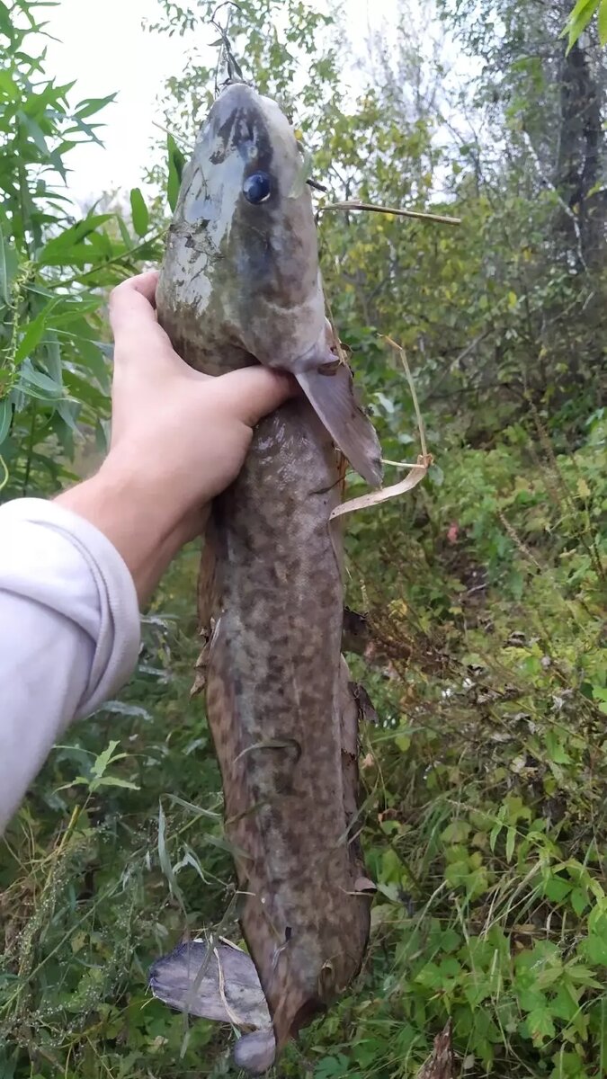     Автор: Андрей Фомичёв Источник: vk.com/fishingsibru