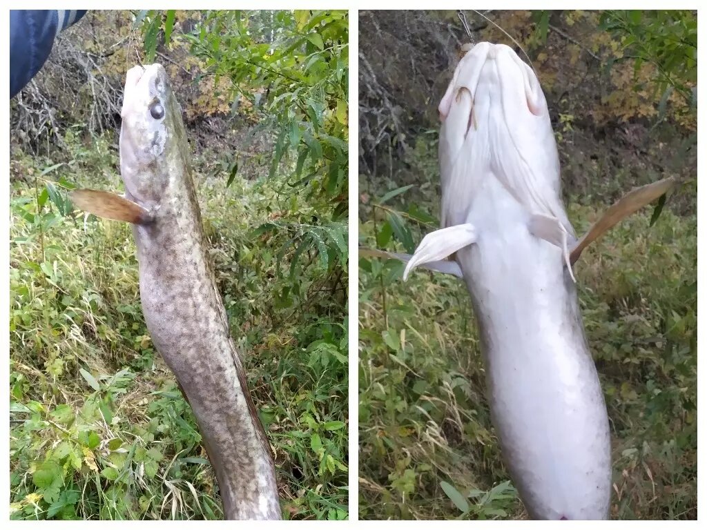     Автор: Андрей Фомичёв Источник: vk.com/fishingsibru