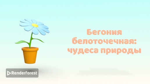 Цветы бегонии белоточечной — это маленькие чудеса природы, излучающие нежность и утонченность.