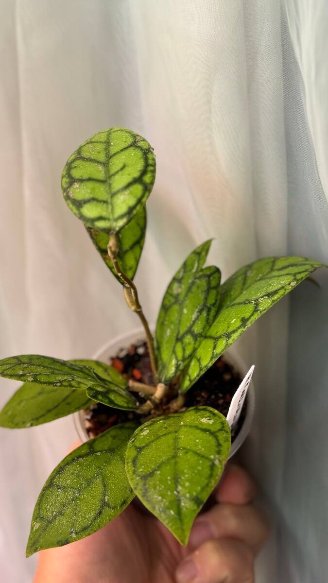 Мой подросток H. Callistophylla