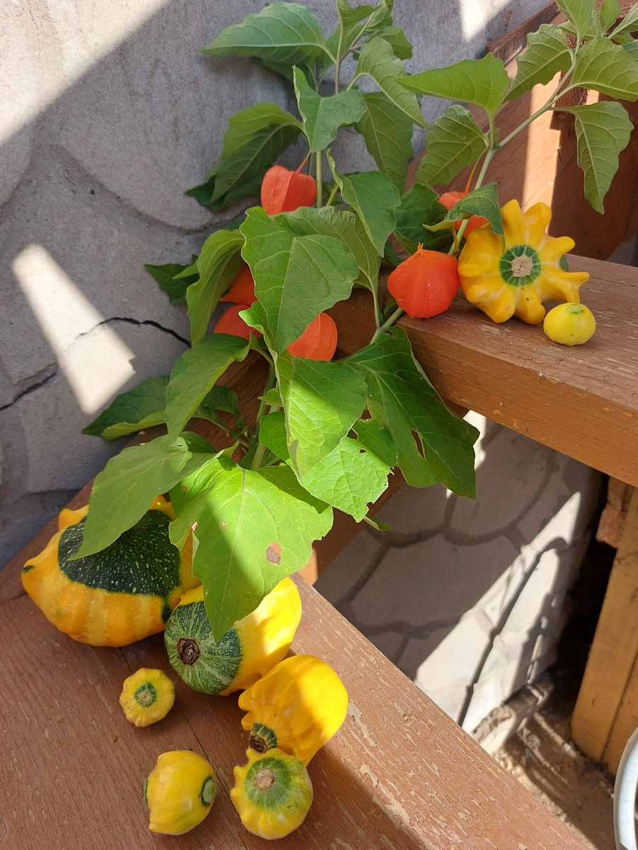 Вот такой осенний дачный натюрморт получился. Для нейтральной заставки - самое то.