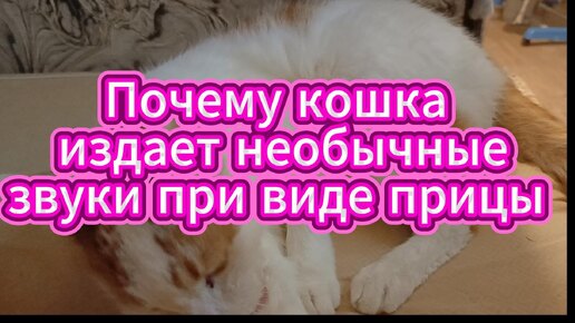 Кошка издает необычные звуки, когда видит птицу