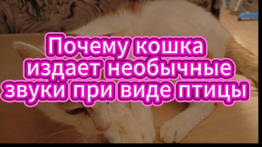 Кошка издает необычные звуки, когда видит птицу