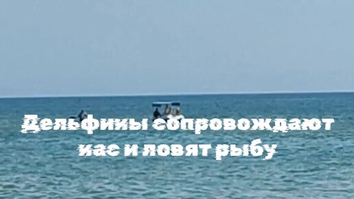 Морская прогулка доставит ещё больше удовольствия от встречи с дельфинами. А они мечтают рыбу поймать.