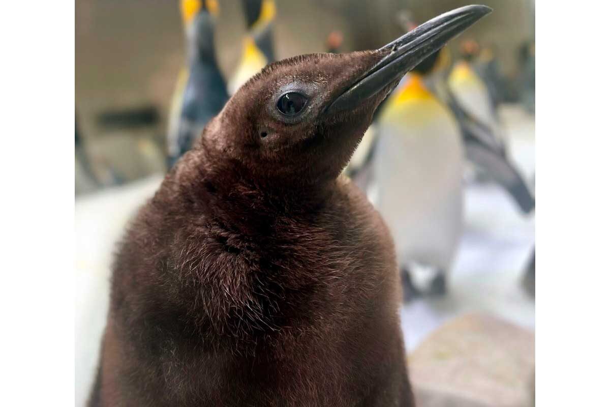 sealifemelbourneaquarium / Instagram (входит в корпорацию Meta, признана экстремистской и запрещена в России)📷Пингвину Песто всего 9 месяцев, но он уже весит целых 21 кг