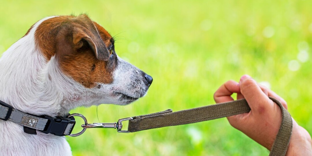 Как отучить собаку тянуть поводок на прогулке: приемы дрессировки, которые творят чудеса