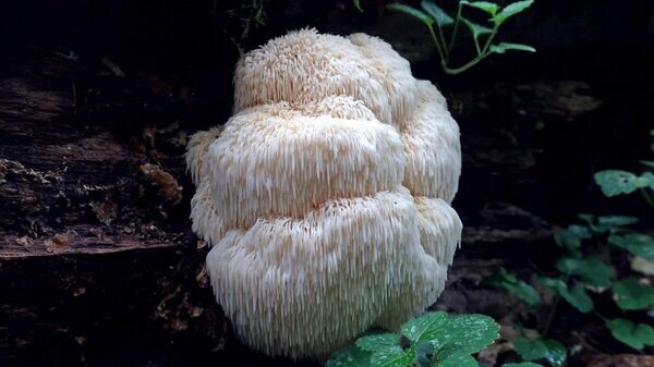    © Национальный парк "Беловежская пуща"