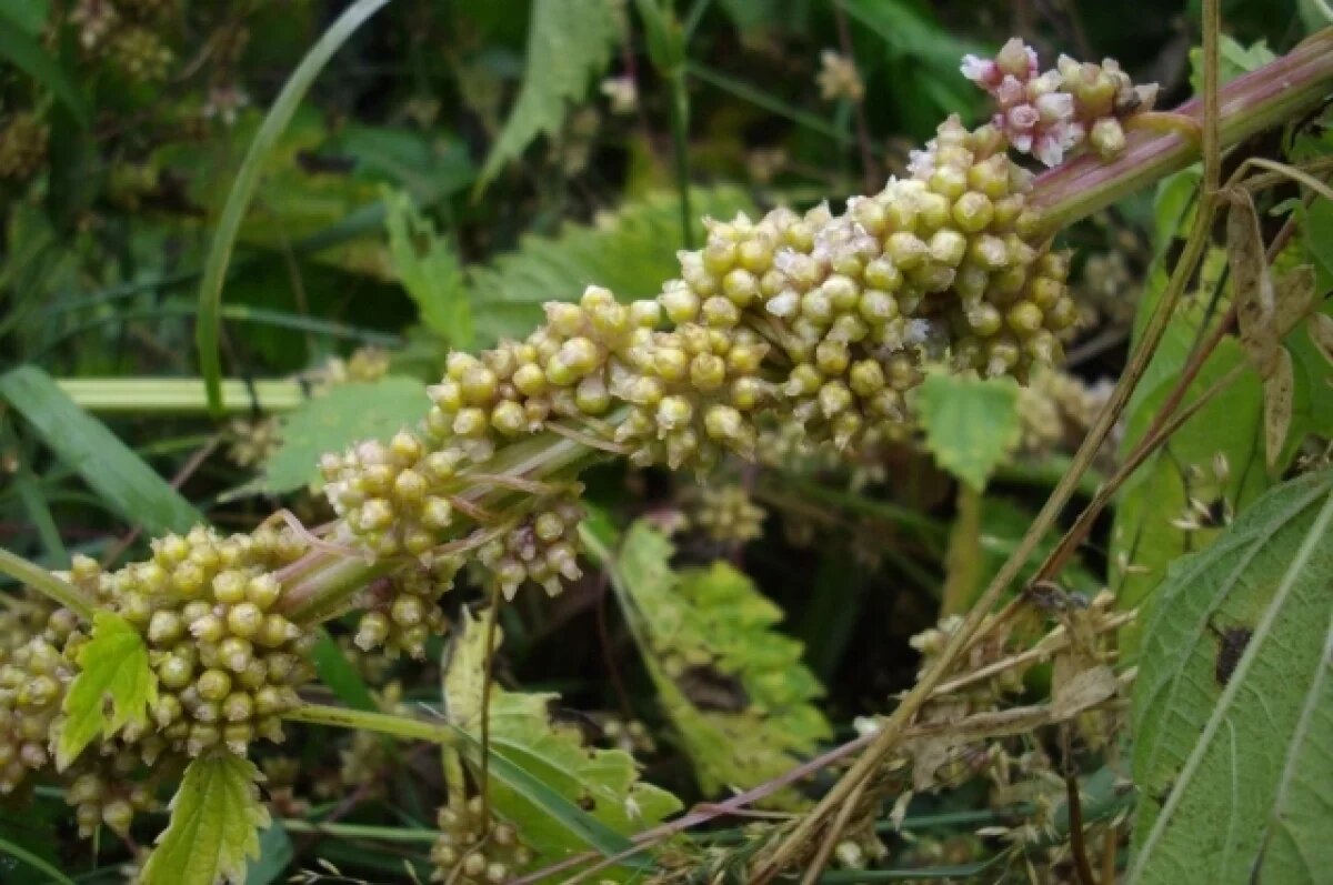    В Тульской области обнаружен еще один очаг распространения опасного сорняка
