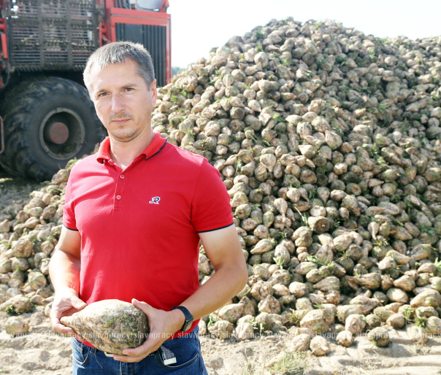     В Копыльском районе наступила пора... САХАРНАЯ