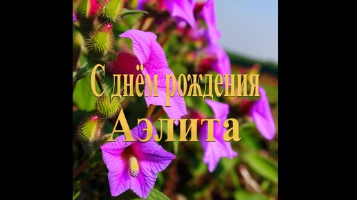 С днём рождения Аэлита