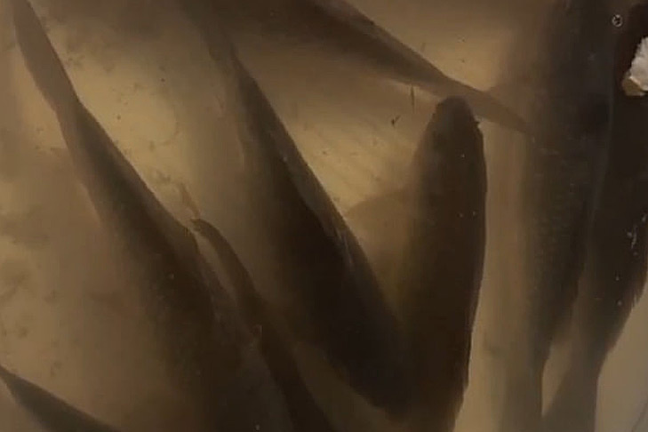    Фото "Моя Первомайка", ВК