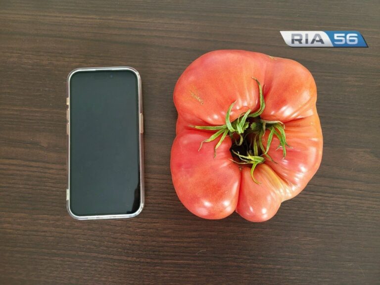    Супер-помидорка и тыква-гигант. Оренбуржцы вырастили настоящие овощные рекорды Андрей Севостьянов