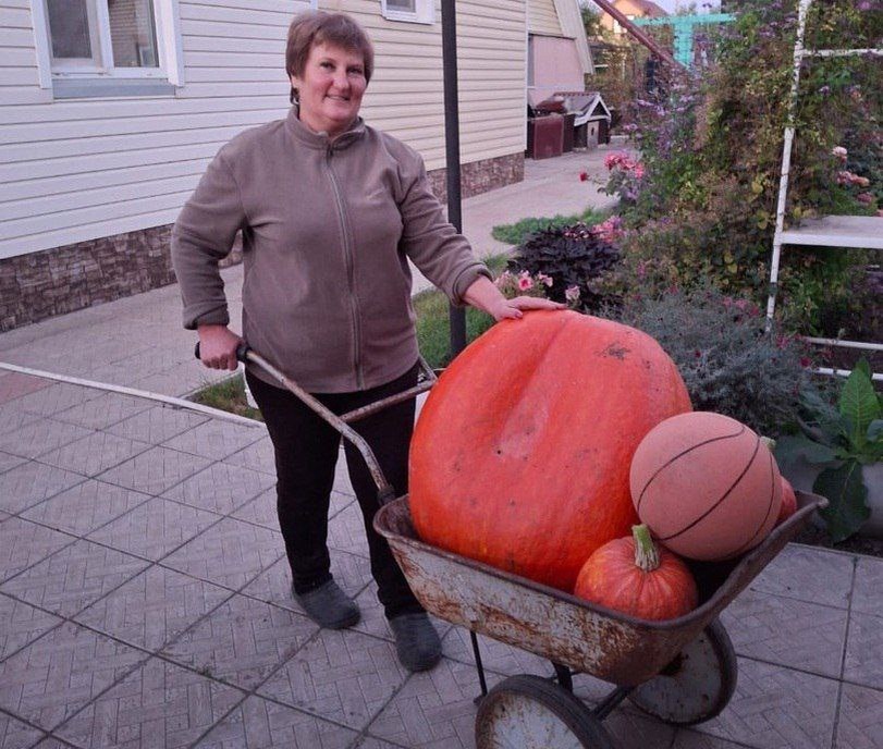    Супер-помидорка и тыква-гигант. Оренбуржцы вырастили настоящие овощные рекорды Андрей Севостьянов