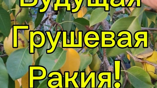 Грушевая брага для 