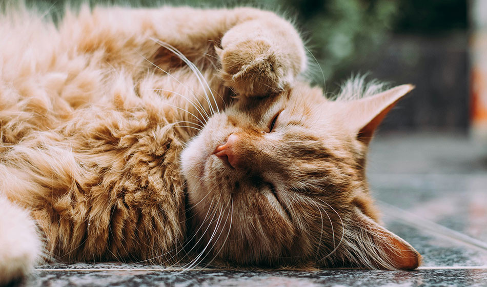 Фото: Ludemeula Fernandes © unsplash.com 