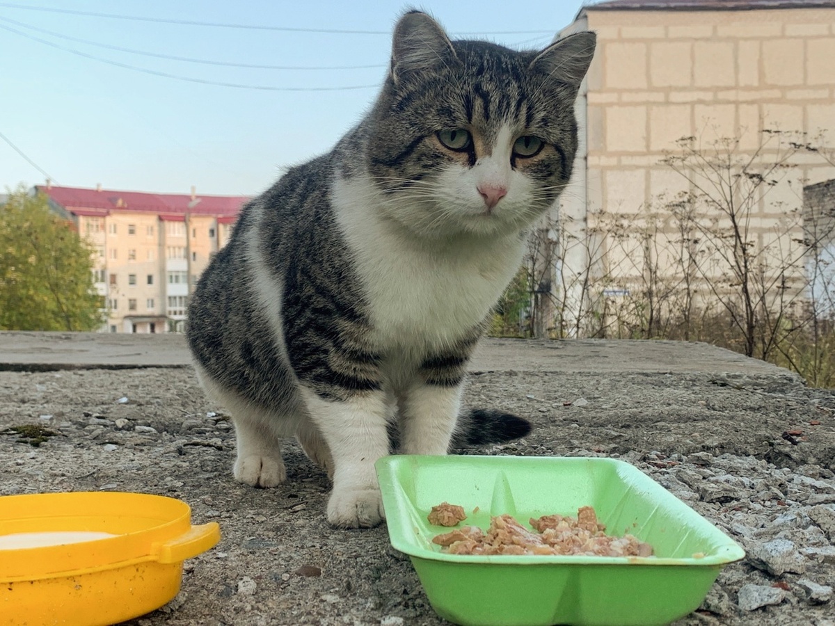 Уличные коты приходят к месту кормления по часам. Мы не можем обмануть их надежды.