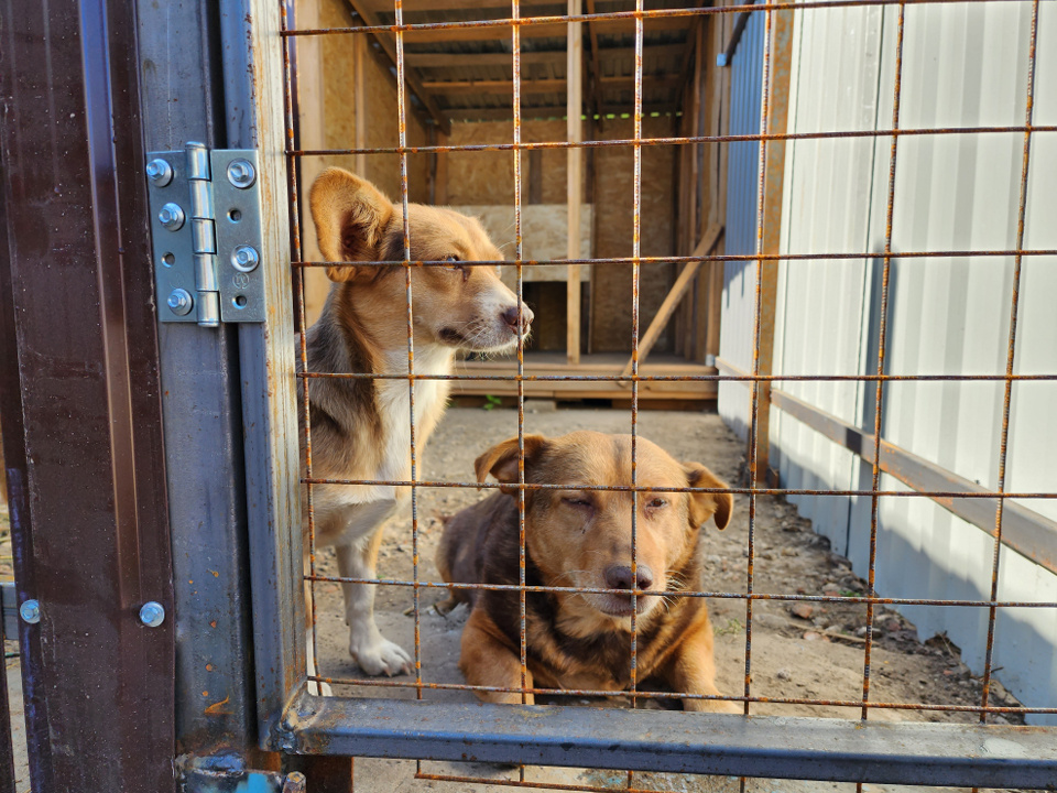     Фото: МедиаБанк Подмосковья/Ирина Моисеева