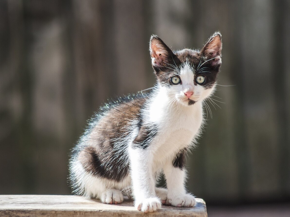     Фото: freepik.com