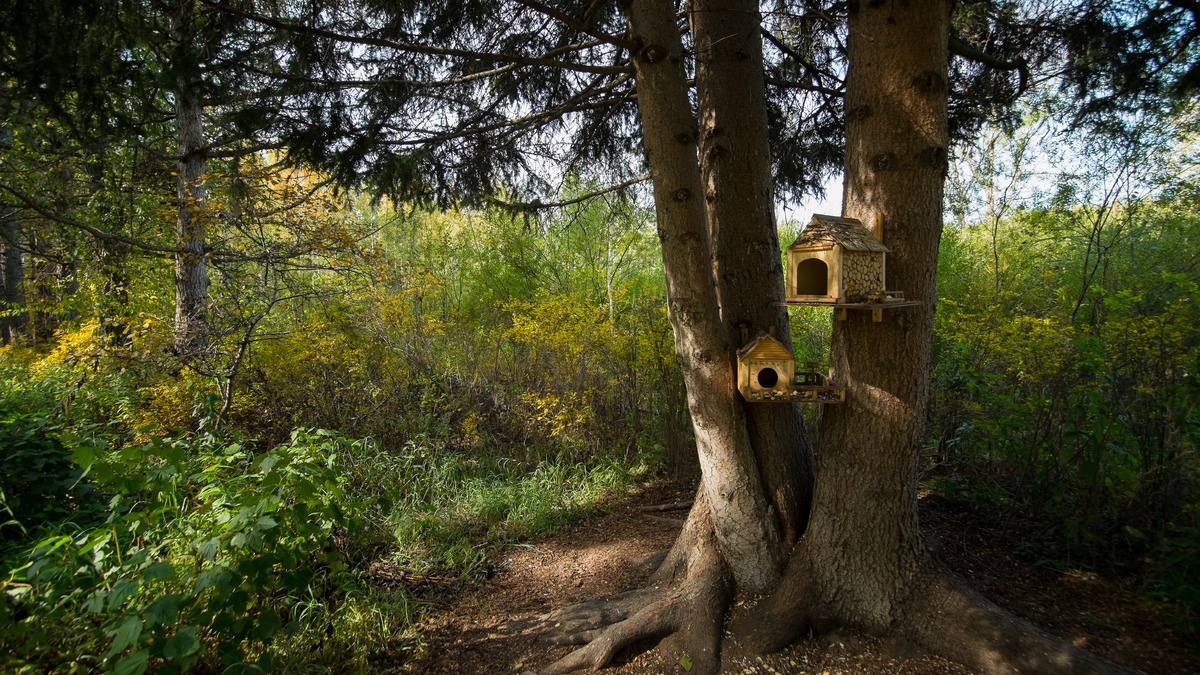 Дендропарк. Новосибирск. Фотография - www.openmainphoto.ru