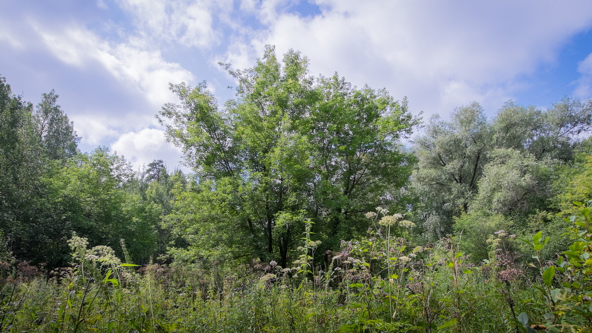 Дендропарк. Новосибирск. Фотография - www.openmainphoto.ru