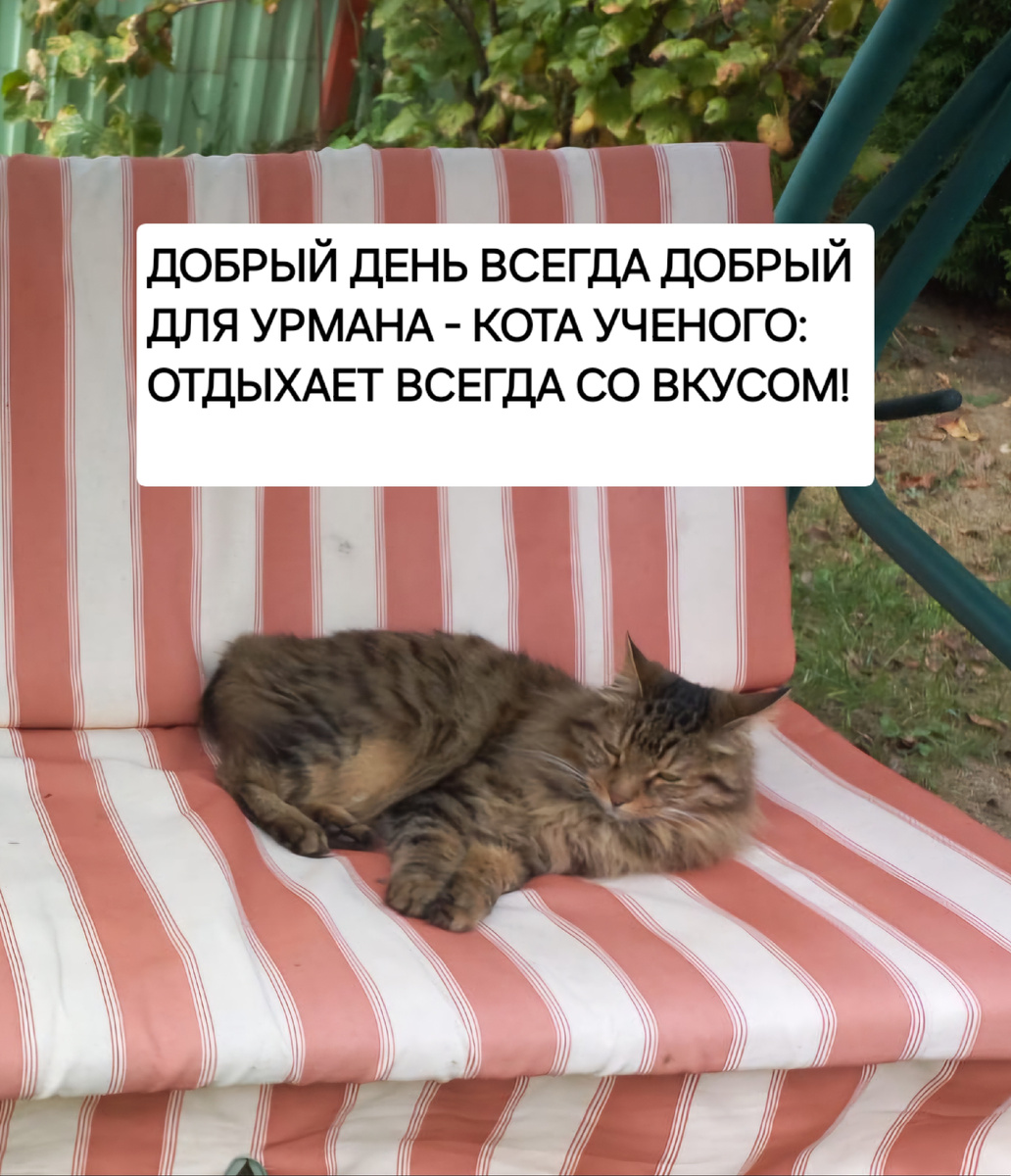 Урман -  кот ученый. Автор - Татьяна Федотова