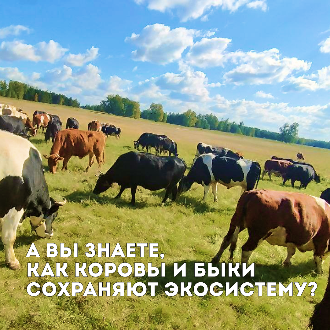 Планета коров