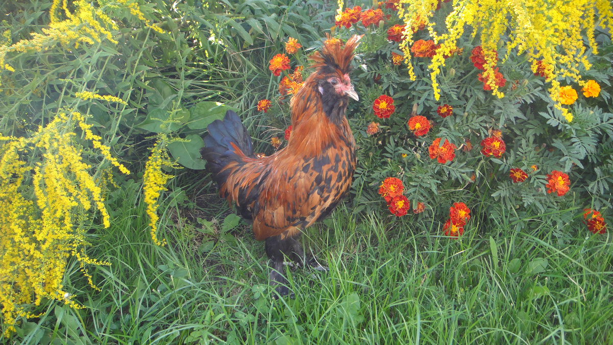 Петух породы Павловская золотистая на моём участке