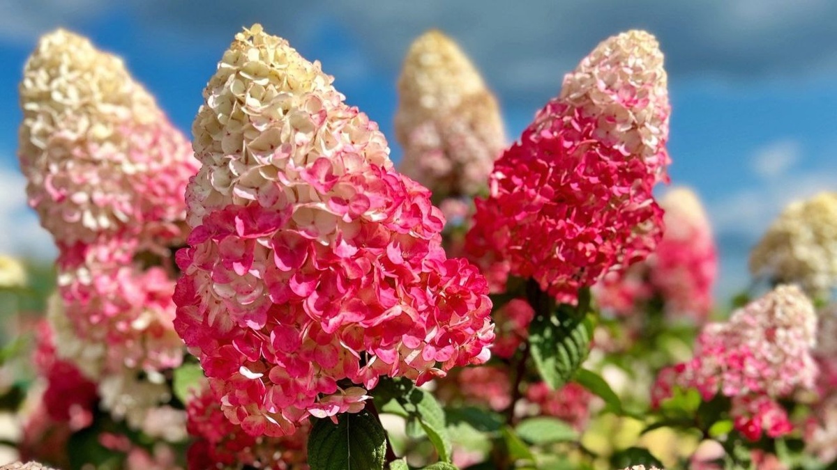 Когда видишь в цветочном магазине горшечную гортензию, возникает желание приобрести и везти эту красоту домой, продолжить любоваться цветением круглый год