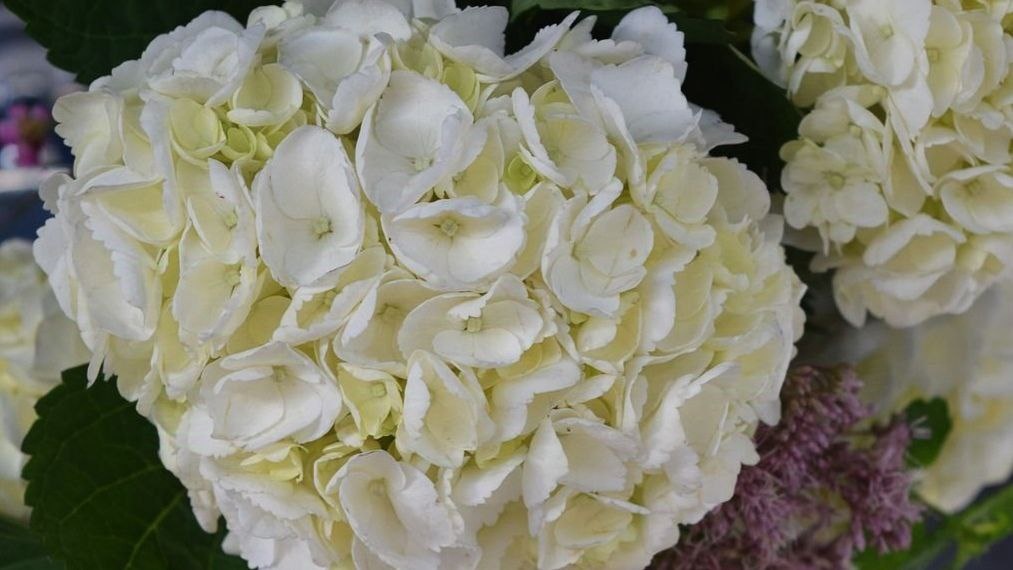 Вижу ее – мамину мечту, гортензию с белоснежными цветами - шарами. Не раздумывая беру, дарю, все рады и довольны... но это только начало пути