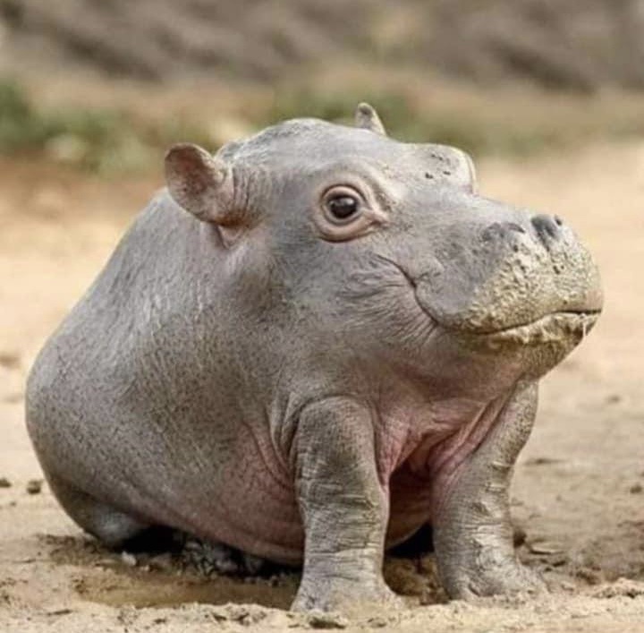 Именно так я себя видела со стороны до Марафона: милашка, но несколько кг сбросить надо)