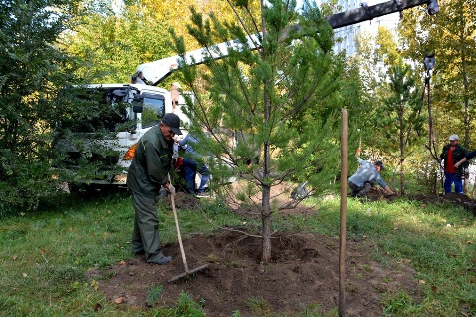    Посадка деревьев в Барнауле. Источник: Barnaul.org