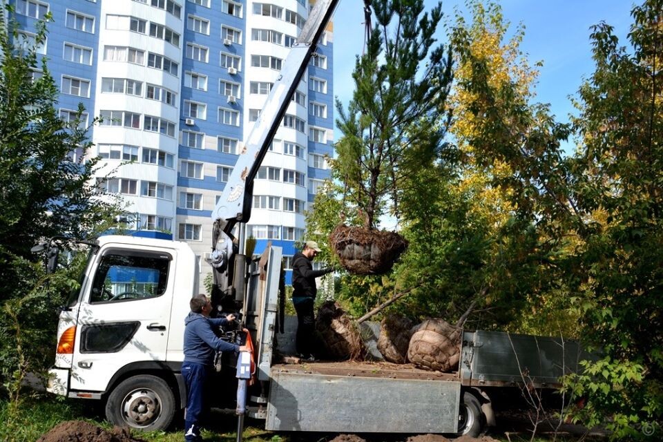    Посадка деревьев в Барнауле. Источник: Barnaul.org