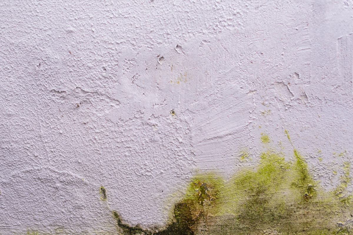 Плесень может быстро распространяться, если есть проблемы с отоплением. Фото: Freepik