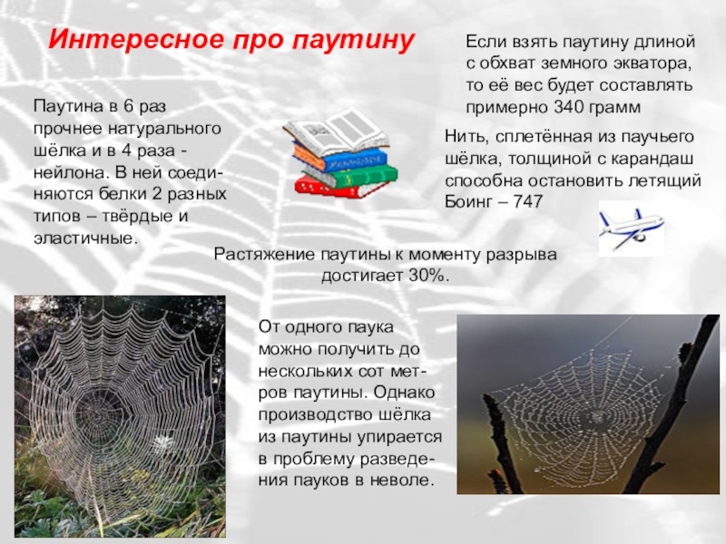 Как паук плетет паутину. Как паук плетет паутину. Где пауки плетут паутину. Плетение паутины пауком. Зачем пауки плетут паутину.