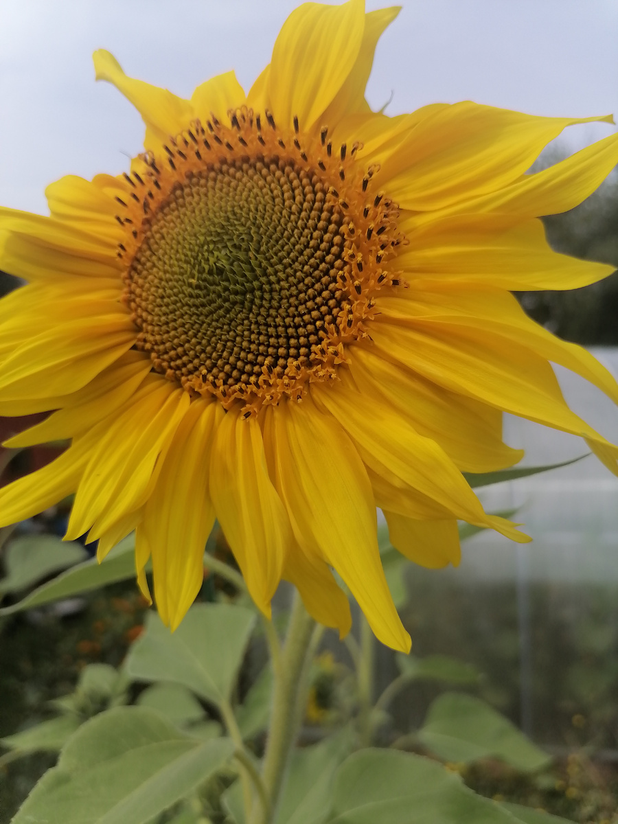 Так красиво цветут мои подсолнухи