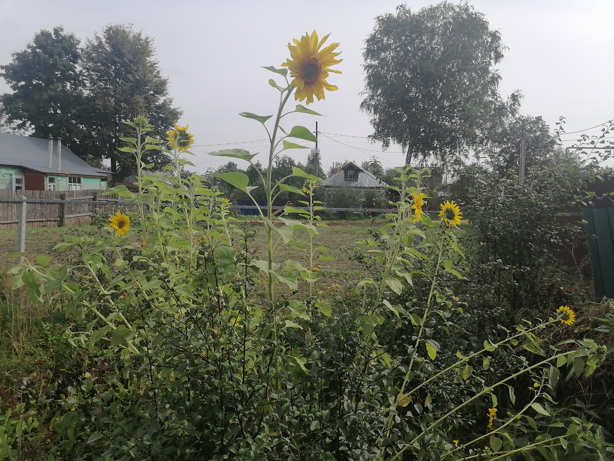 Подсолнухи выросли высокие, но корзинки клонились к земле. Нужна опора. Учтем.