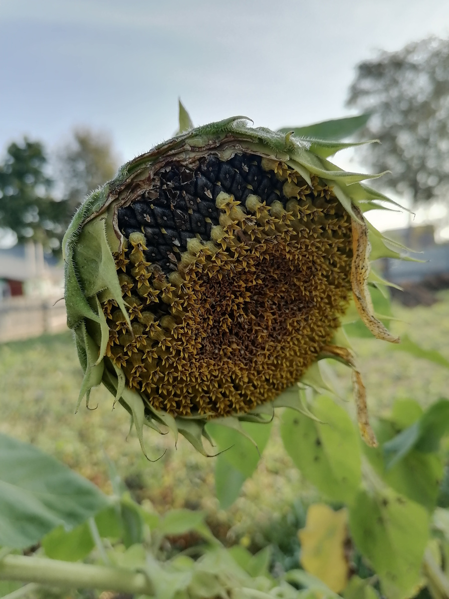 Сейчас семечки почти созрели