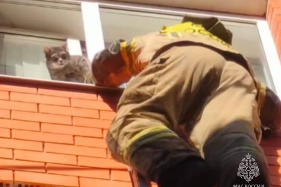    Застряв в окне, кот истошно мяукал, но и при виде своего спасителя был не рад. Фото: ГУ МЧС России