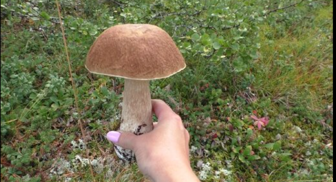 Скрин с видео тундрайв. Кстати - шикарные видео, необыкновенно красивая природа, классные грибы.