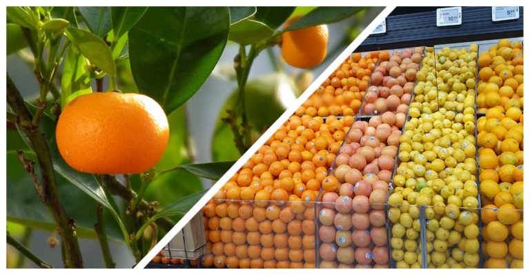    Фото: Wikipedia/ 4028mdk09, CC BY-SA 3.0; Wikipedia/Grouffles - Own work, CC BY-SA 4.0 Анастасия Давыдова