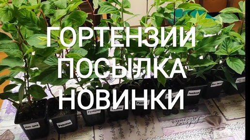 Скачать видео: Получила посылку с гортензиями ,снова новинки .РАСПАКОВКА!!!