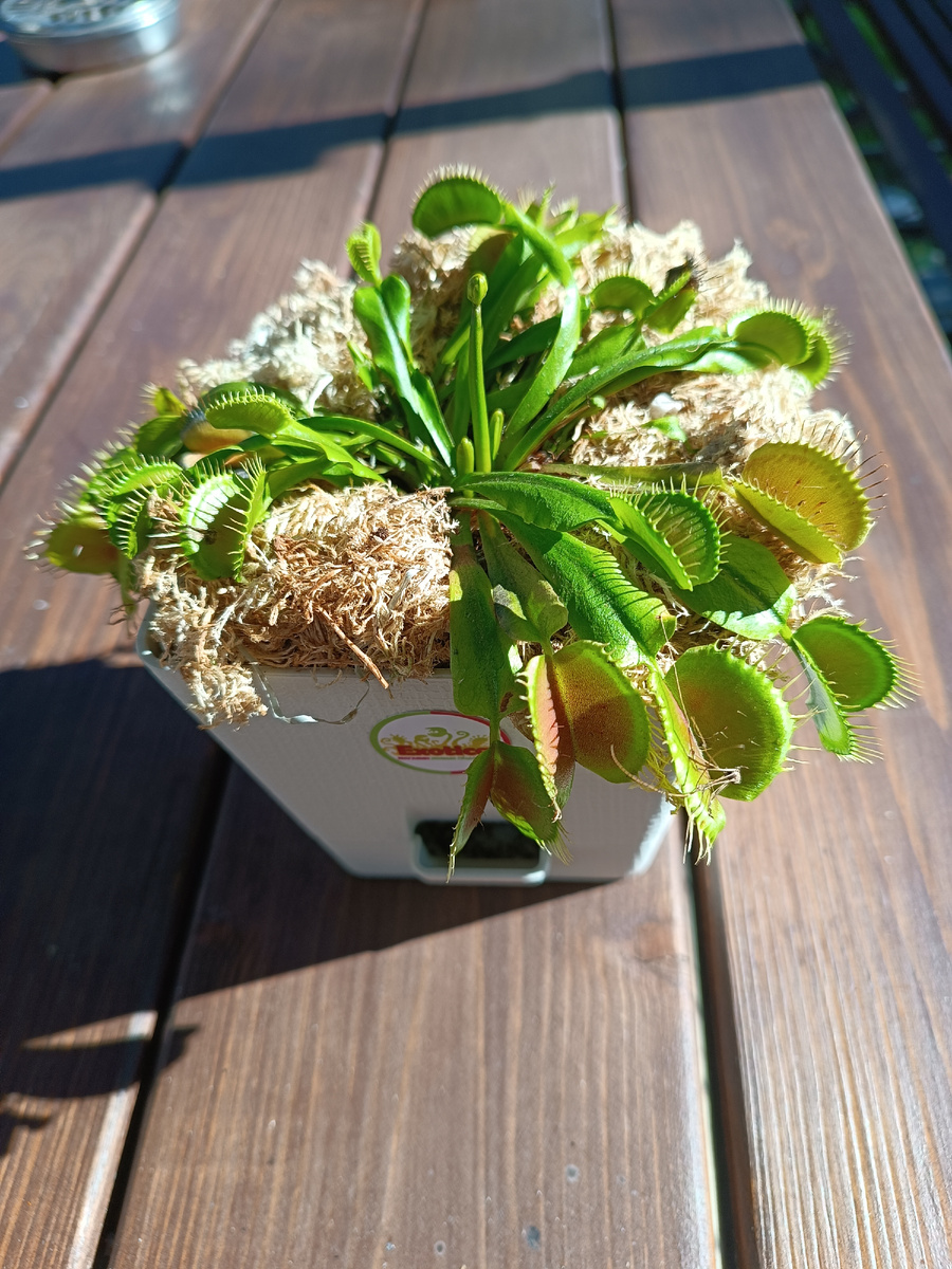 Знакомьтесь - Дионея.