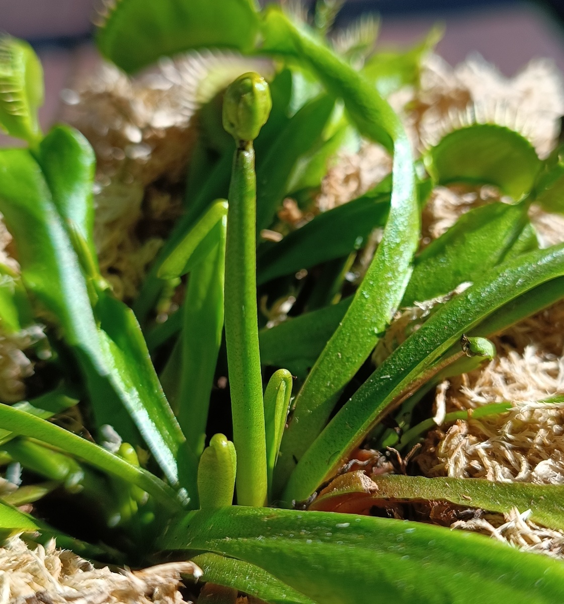 Вот такая бомбошечка-бутон. 