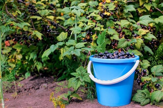 Урожай черной смородины