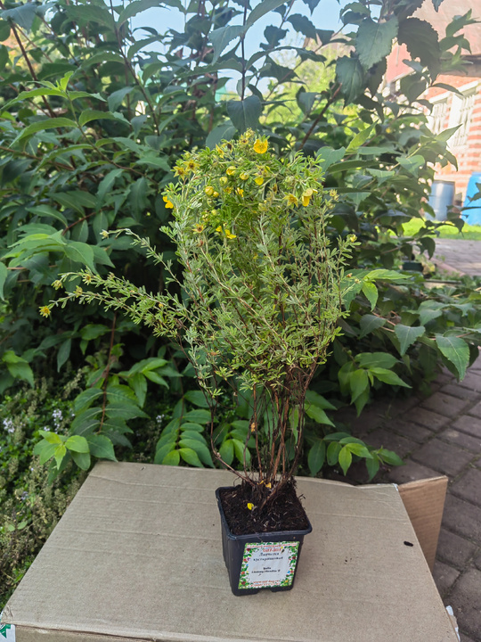 Желтенькая-"Белла Линдси" (Potentilla fruticosa Bella Lindsey).Компактный, густой кустарник высотой и шириной 0,3 м. Цветки ярко-желтые, не выгорают по мере цветения(!). Обильное непрерывное цветение с июня до сентября.