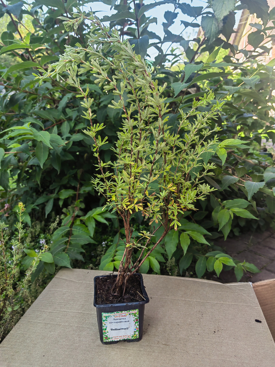 "Белиссима "(Potentilla fruticosa Bellissima).Растение естественной подушковидной формы, с маленькими опушенными листьями, не требуещее обрезки. Лапчатка "Беллисима" формирует небольшой, округлый, очень выносливый, лиственный кустарник с длительным цветением .