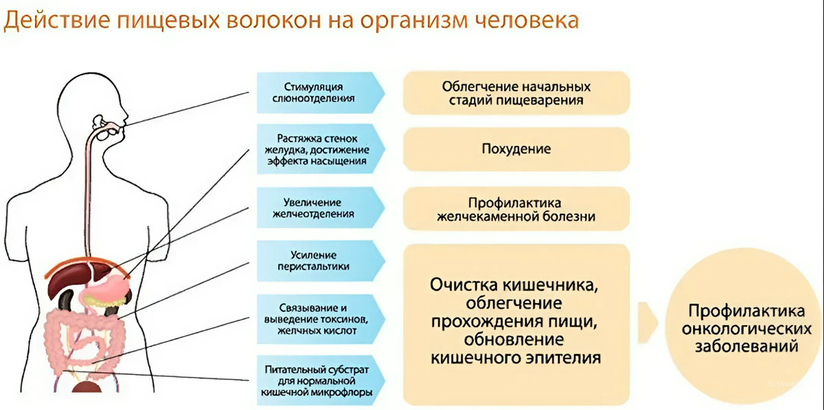 Пищеварительная система на черном фоне. Насытит организм необходимыми. Насытит организм необходимыми. Организм человека биологическая система. Хлорелла orihiro.