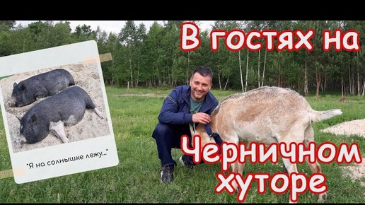 ЧЕРНИЧНЫЙ ХУТОР вот мы к вам и добрались) Супер челлендж на удой)