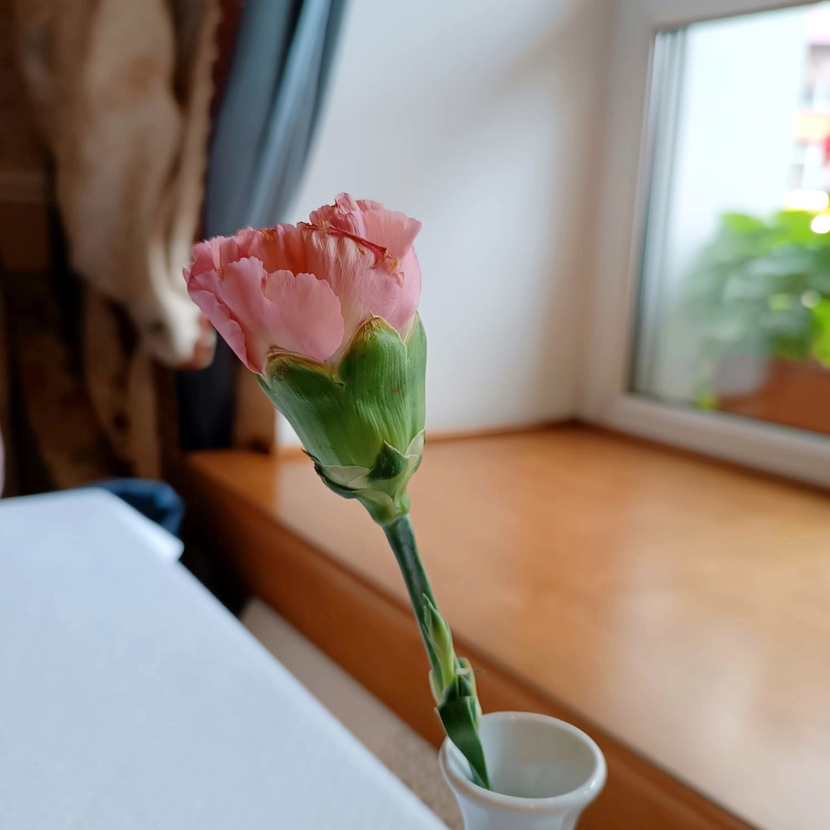 Хризантема розовая